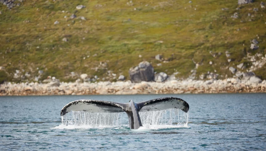 Whales of East Greenland: Encounters Along the Sermilik Coast