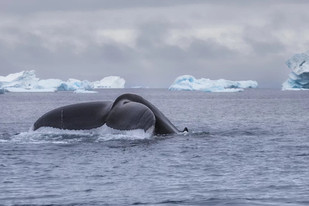 Whale tale on a dive.