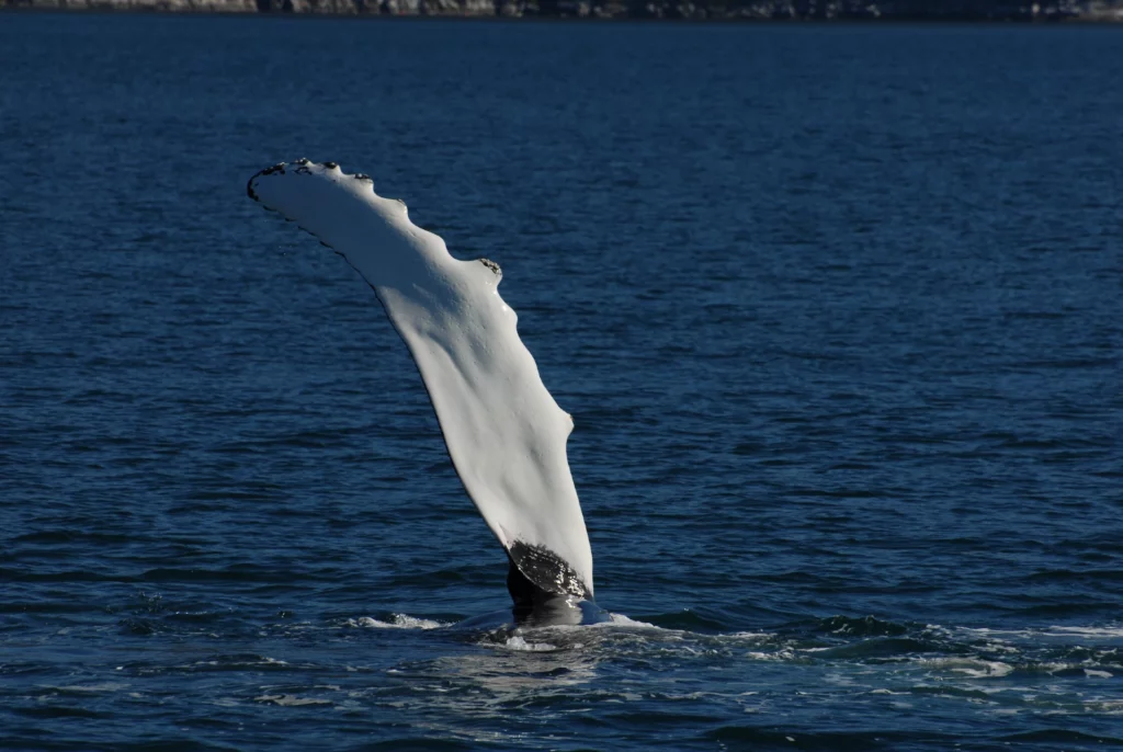 Humpback whale waving one flipper.